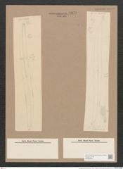 Pleurosigma longum Cleve (de-Toni-Nr.: Genus 13, Species 1044) Zeichnungen Sammlung Grunow Nr. 1879 (NHMW-BOT-W0368990)